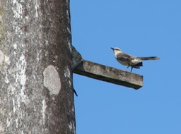 Mockingbird