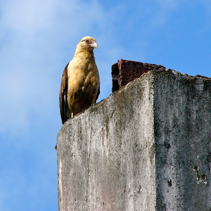 Yellow-headed caracara