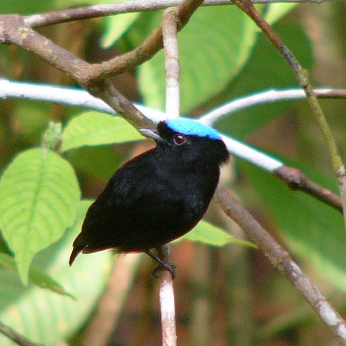 Blue-crowned manakin
