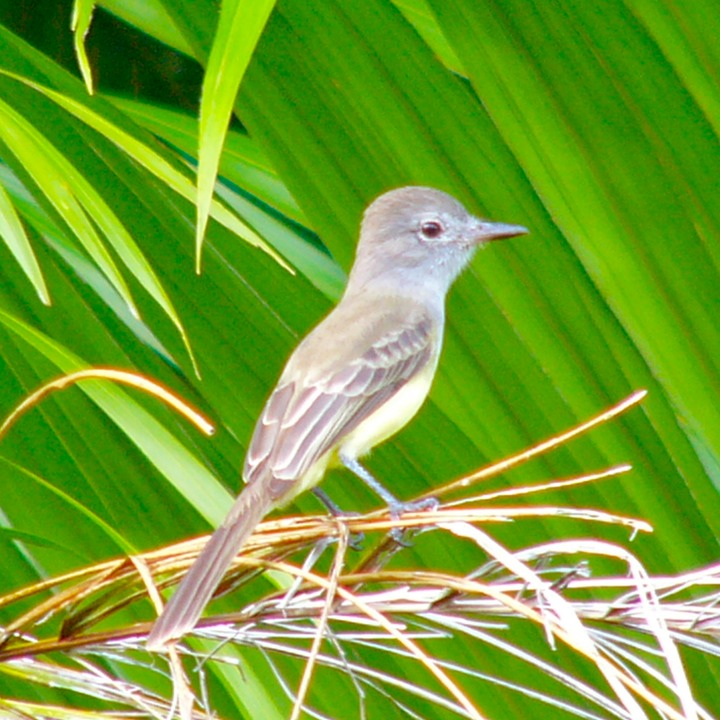 Juvenile Panama flycatcher