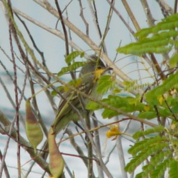 Panama flycatcher