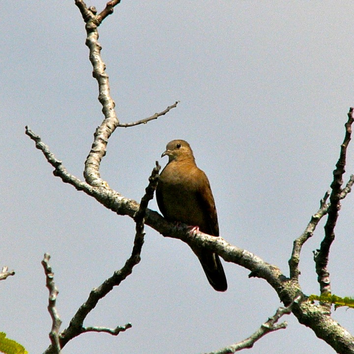 Ruddy ground dove