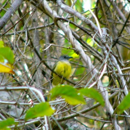 Gray-headed tanager
