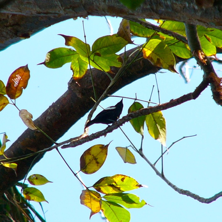 White-shouldered tanager