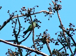 Flycatcher