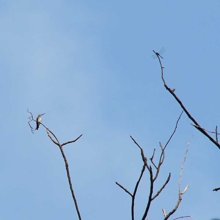 Hummingbird & dragonfly