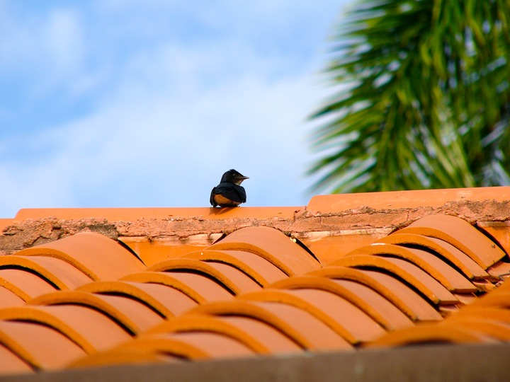 Blue and white swallow