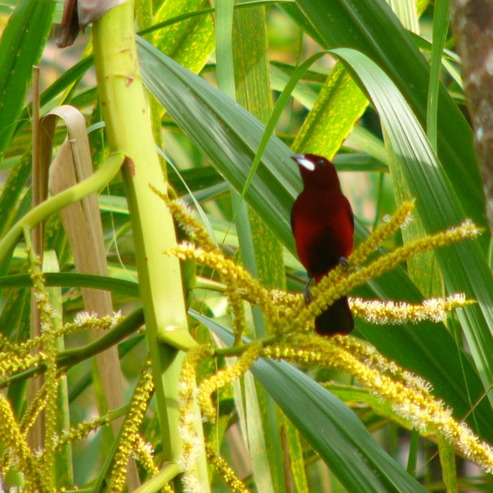 Crimson-backed tanager