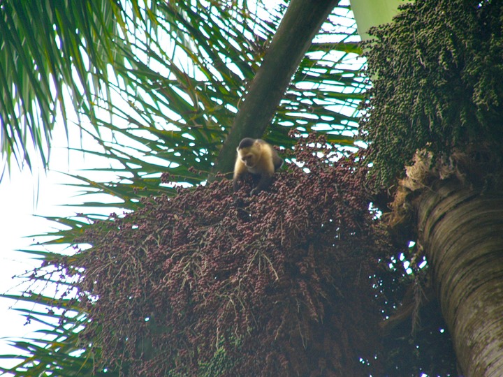 Capuchin eating berries