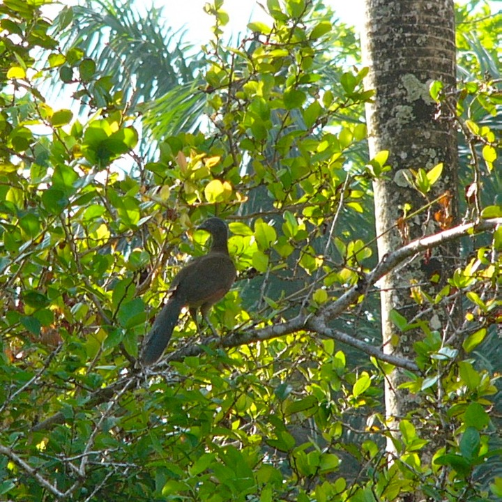 Gray-headed chachalaca