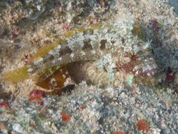 P1050954