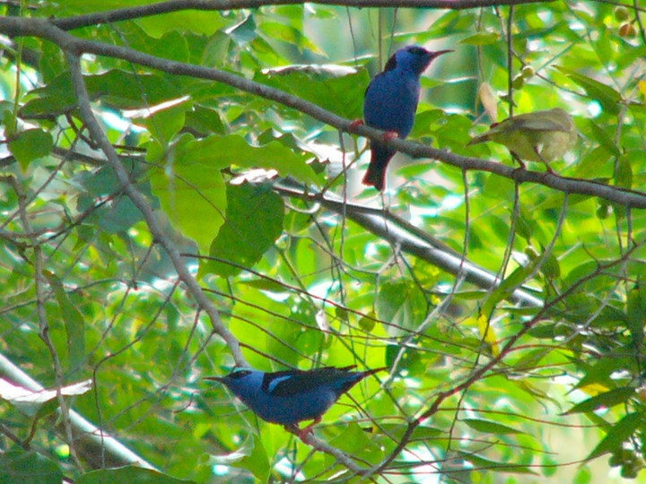 Red-legged honeycreepers