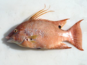 P1060095