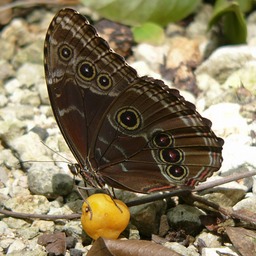 P1060379