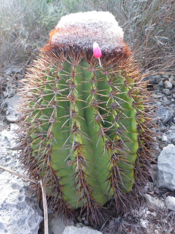 P1080244