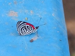 P1090368