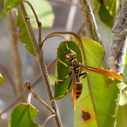 P1110551