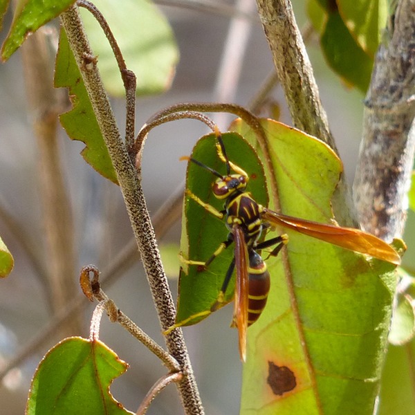 P1110551