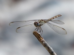P1110580