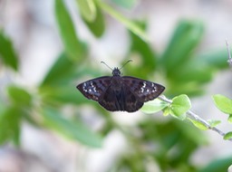 P1110729