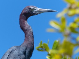 P1130339