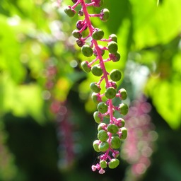 P1130591