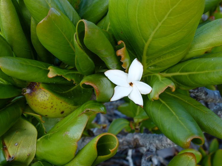 P1130977