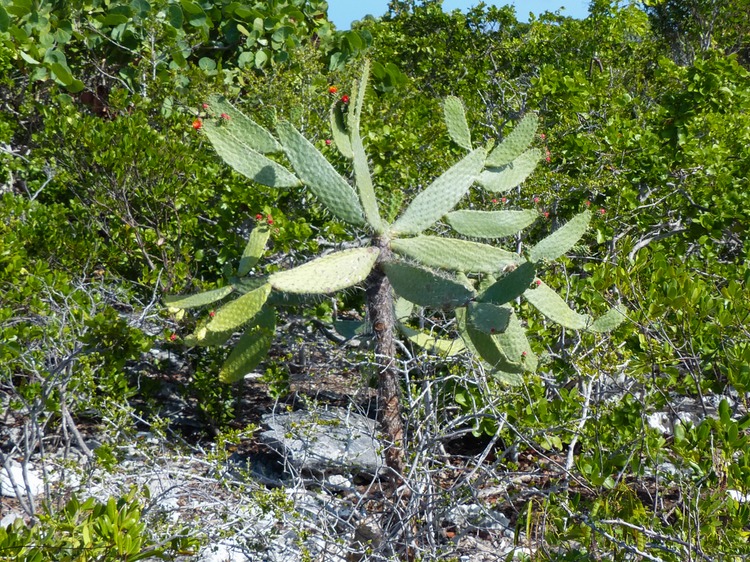 P1130993