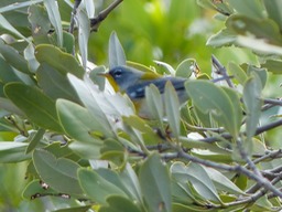 P1150980