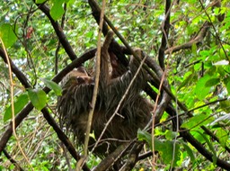 Hoffmann's two-toed sloths