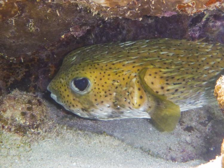 Porges Fish Reef creatures 101 | East of the Equator | M&M