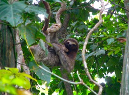 Three-toed sloth & newborn