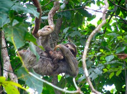 Newborn sloth