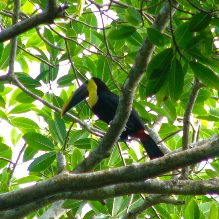 Chestnut-mandibled toucan