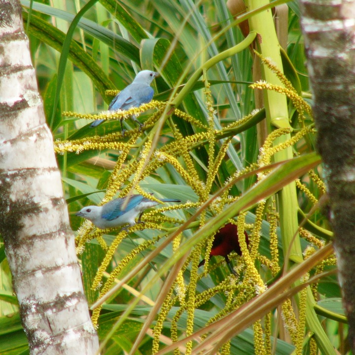 Blue-gray & crimson-backed tanagers